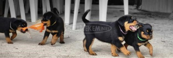 Imádnivaló rottweiler kölykök - 1/1
