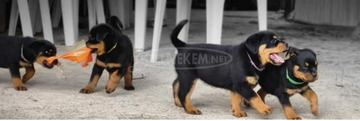 Imádnivaló rottweiler kölykök Imádnivaló rottweiler kölykök