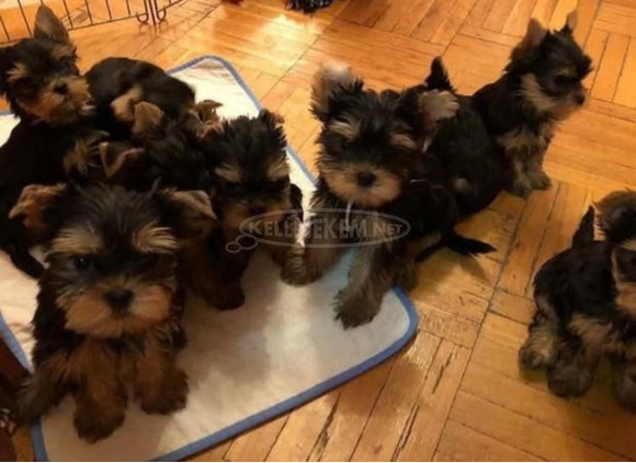 imádnivaló Yorkshire terrier kölykök - 1/1