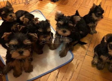imádnivaló Yorkshire terrier kölykök imádnivaló Yorkshire terrier kölykök