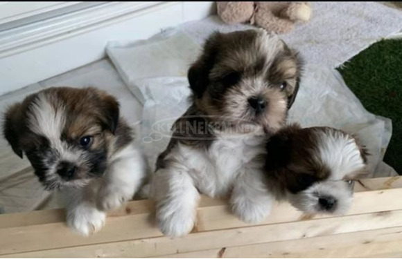 fajtatiszta kan és szuka Shih Tzu kölykök, - 1/1