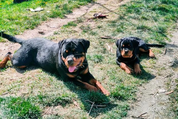 Imádnivaló rottweiler kölykök - 1/1
