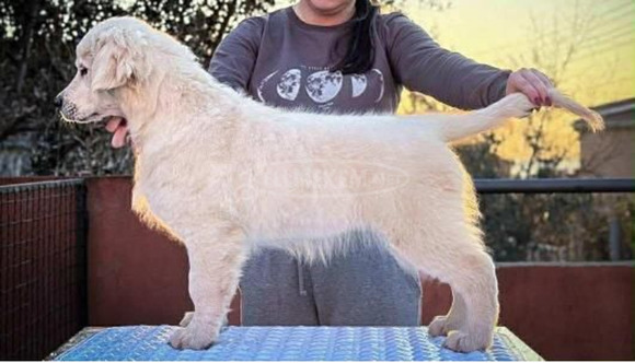 Arany retriever – GYÖNYÖRŰ kölykök Arany retriever – GYÖNYÖRŰ kölykök