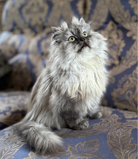 Csincsilla perzsa kisfiú cica Csincsilla perzsa kisfiú cica