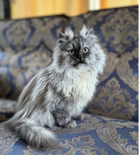 Csincsilla perzsa kisfiú cica Csincsilla perzsa kisfiú cica