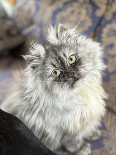 Csincsilla perzsa kisfiú cica Csincsilla perzsa kisfiú cica