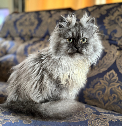 Csincsilla perzsa kisfiú cica - 4/5