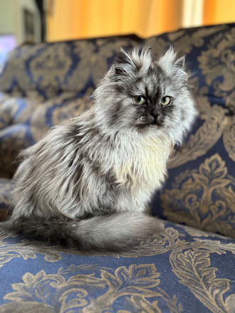 Csincsilla perzsa kisfiú cica - 5/5