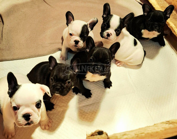 Franciai Bulldog – Kiváló kölyökkutyák