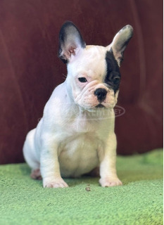 Franciai Bulldog – Kiváló kölyökkutyák