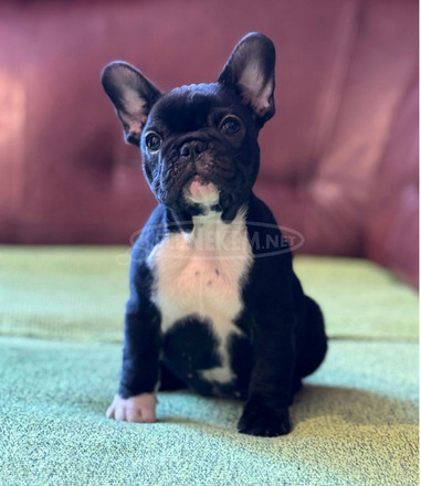 Franciai Bulldog – Kiváló kölyökkutyák - 4/10