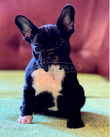Franciai Bulldog – Kiváló kölyökkutyák - 5/10