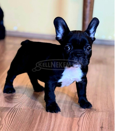 Franciai Bulldog – Kiváló kölyökkutyák - 6/10