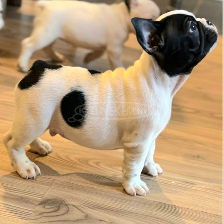 Franciai Bulldog – Kiváló kölyökkutyák - 7/10
