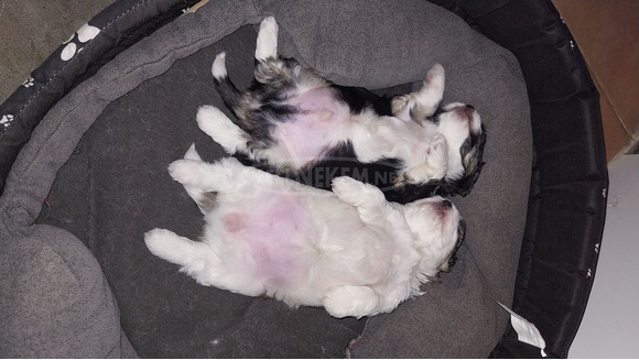 Bichon Havanese - 1/2