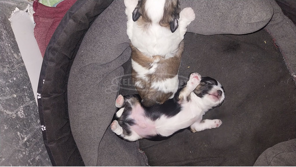 Bichon Havanese - 2/2