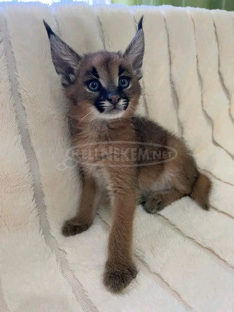 Karakál macskák elérhetőek. - 1/2