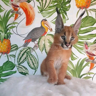 Karakál macskák elérhetőek.