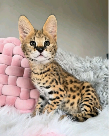 Szervál macskák elérhetők - 1/2