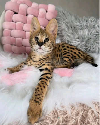 Szervál macskák elérhetők - 2/2