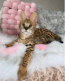 Szervál macskák elérhetők