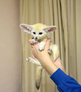 Fennecrókák elérhetők.