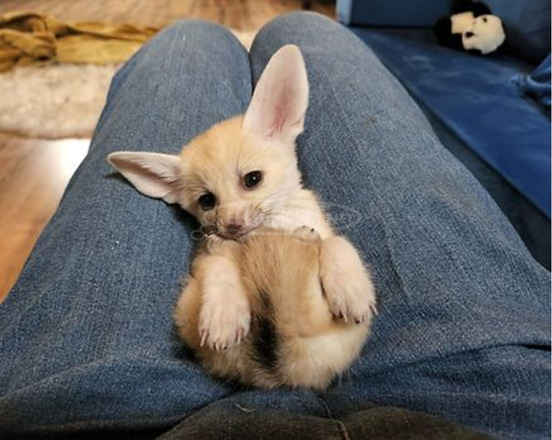 Fennecrókák elérhetők. - 2/4