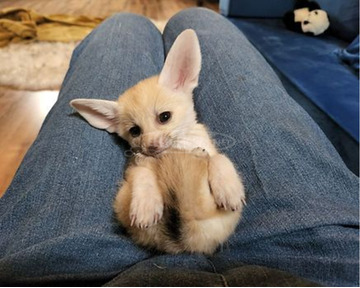 Fennecrókák elérhetők.