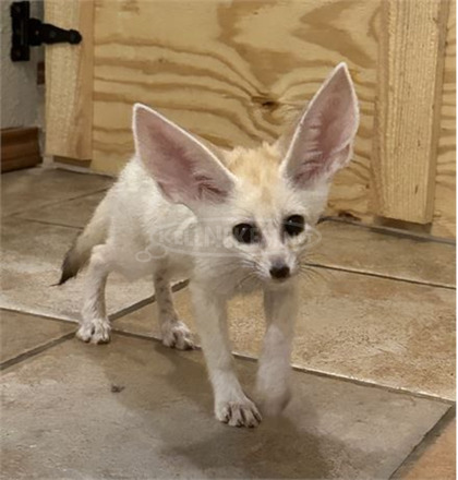 Fennecrókák elérhetők. - 3/4