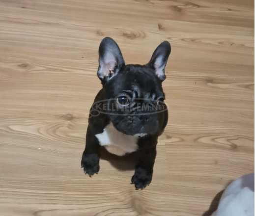 Francia bulldog – gyönyörű kölykök - 2/7