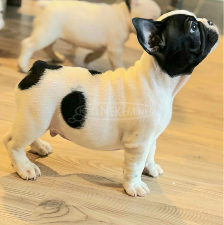 Francia bulldog – gyönyörű kölykök - 3/7