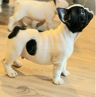 Francia bulldog – gyönyörű kölykök