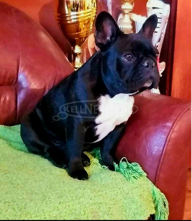 Francia bulldog – gyönyörű kölykök - 5/7
