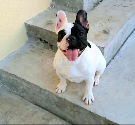 Francia bulldog – gyönyörű kölykök - 6/7