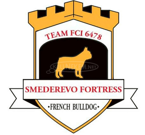 Francia bulldog – gyönyörű kölykök - 7/7