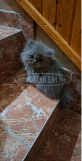 Perzsa kiscicák keresik új gazdáikat karácsony elötti költözéssel