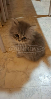 Perzsa kiscicák keresik új gazdáikat karácsony elötti költözéssel