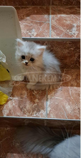 Perzsa kiscicák keresik új gazdáikat karácsony elötti költözéssel