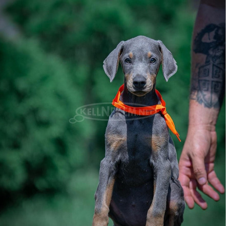 Doberman – gyönyörű kölyökkutyák - 1/7