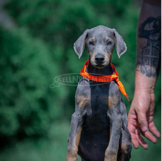 Doberman – gyönyörű kölyökkutyák