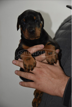 Doberman – gyönyörű kölyökkutyák - 2/7
