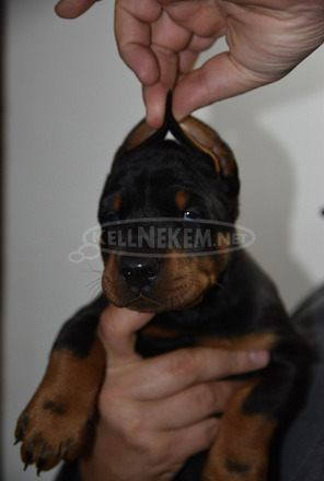 Doberman – gyönyörű kölyökkutyák - 3/7