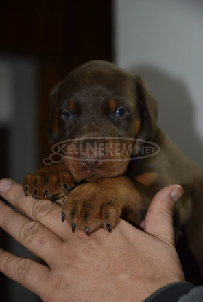 Doberman – gyönyörű kölyökkutyák - 4/7