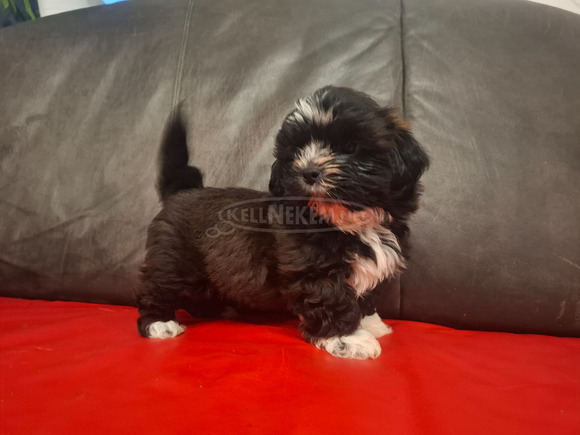 Shih-tzu kan kölyök. - 1/2