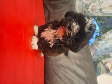 Shih-tzu kan kölyök.