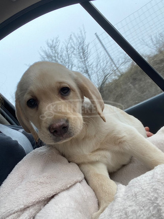 Labrador kis lány - 2/3