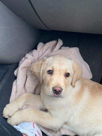 Labrador kis lány - 3/3