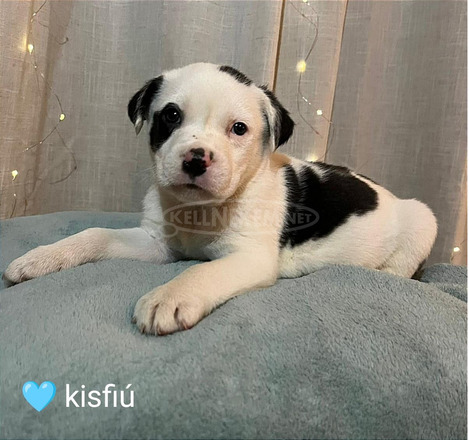 Staffordshire terrier fajtatiszta kiskutyák eladók az