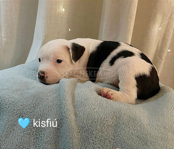 Staffordshire terrier fajtatiszta kiskutyák eladók az
