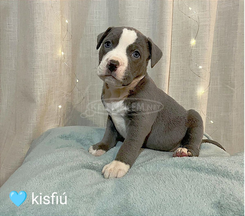 Staffordshire terrier fajtatiszta kiskutyák eladók az